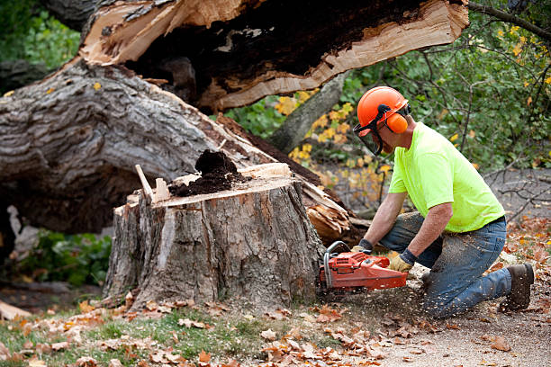 Large Tree Removal in Tybee Island, GA